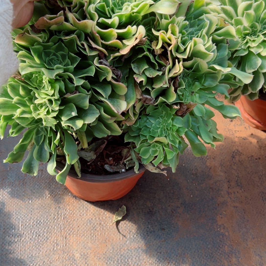 我3795 号多肉法师新年福利奶绿