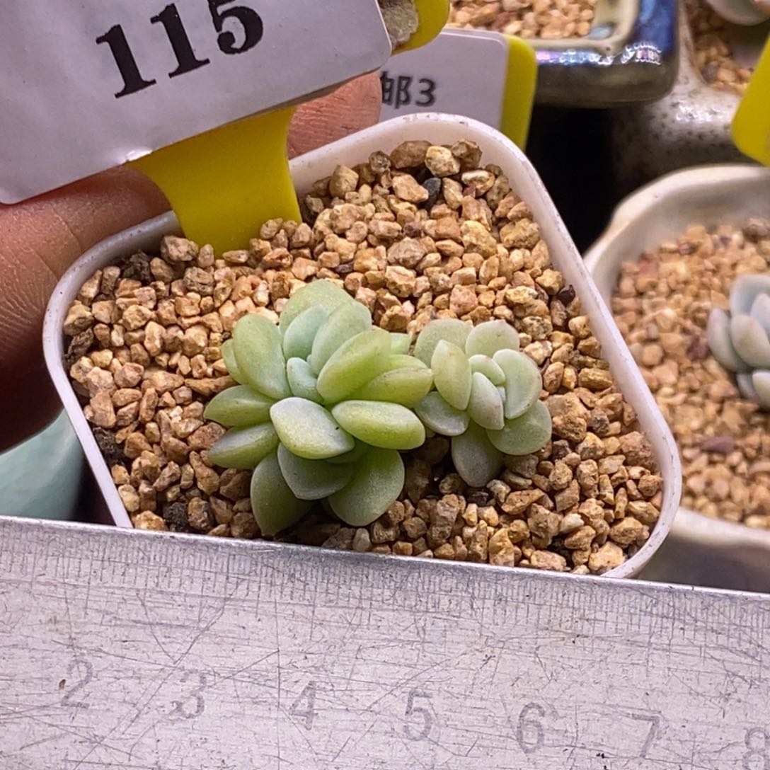 3115冰玉石化群福利