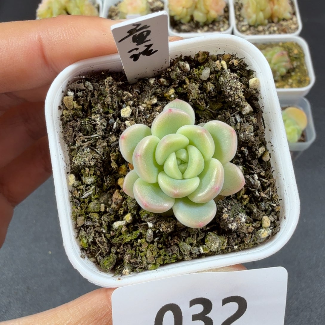 甜心童话一物一拍032