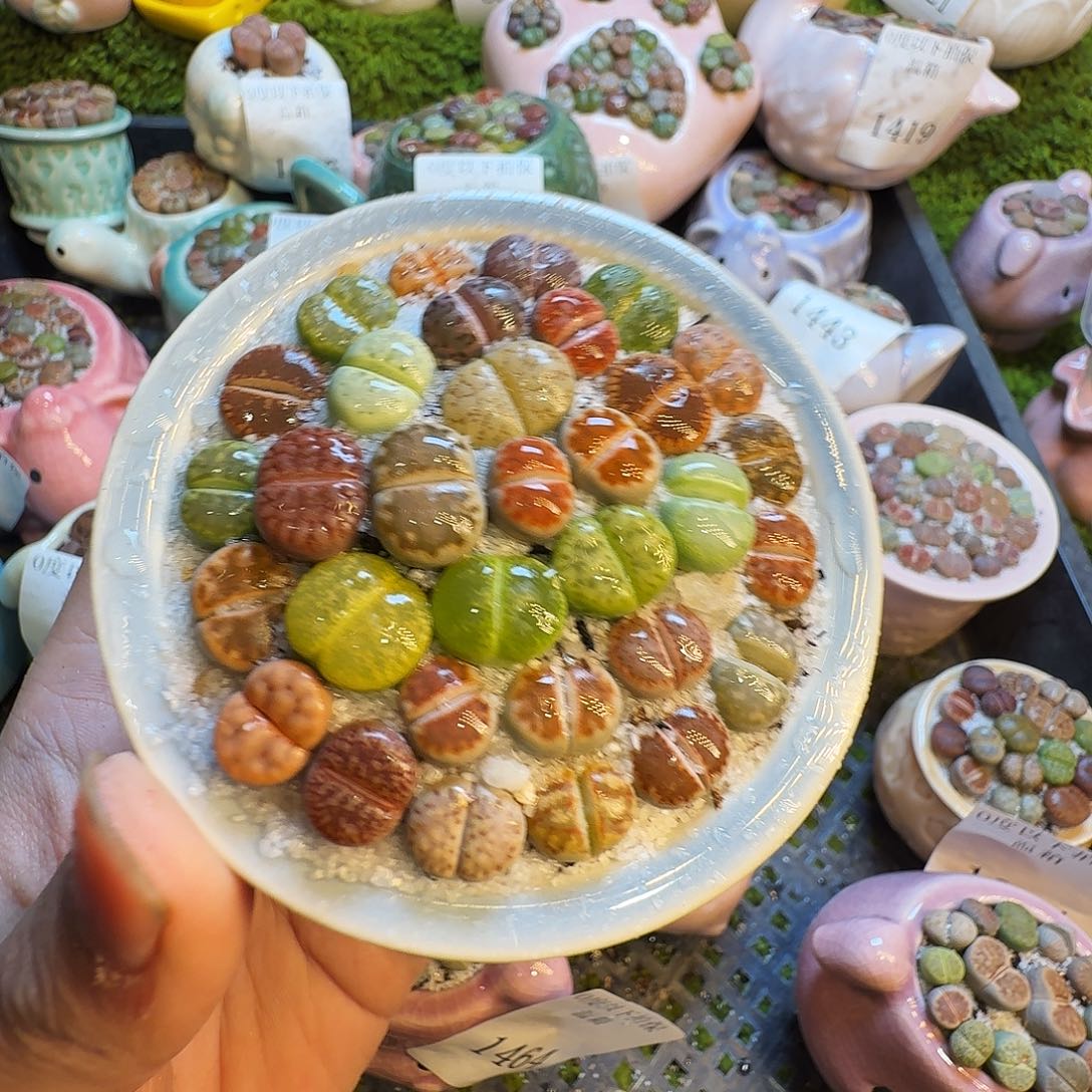 多肉植物的生长发育548