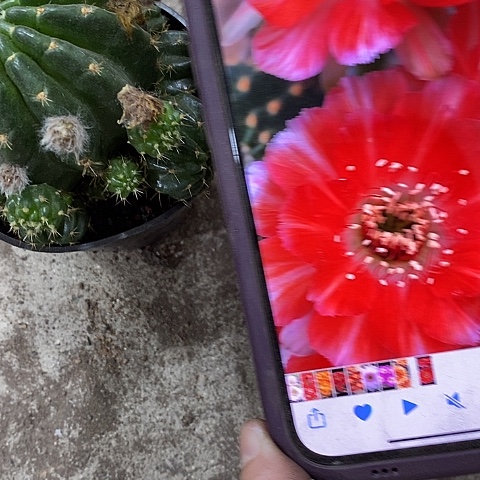 百褶裙丽花仙人球。wtyioo