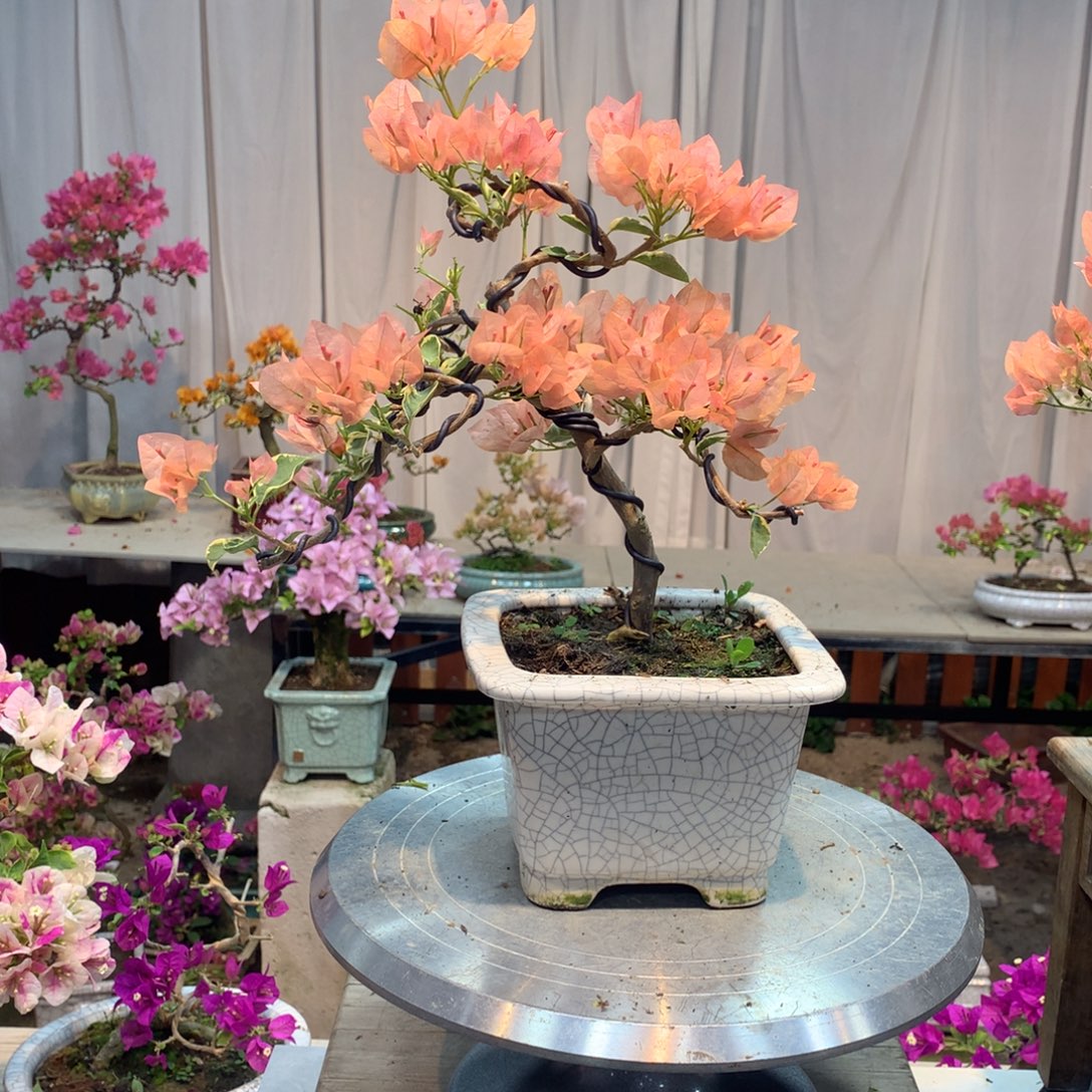 无花朵带盆带土一起发货