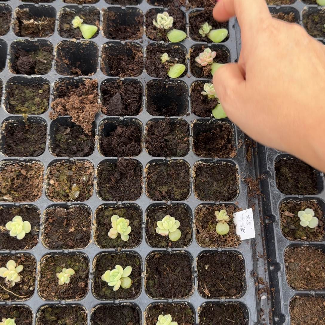 逍遥穴一个满25包邮