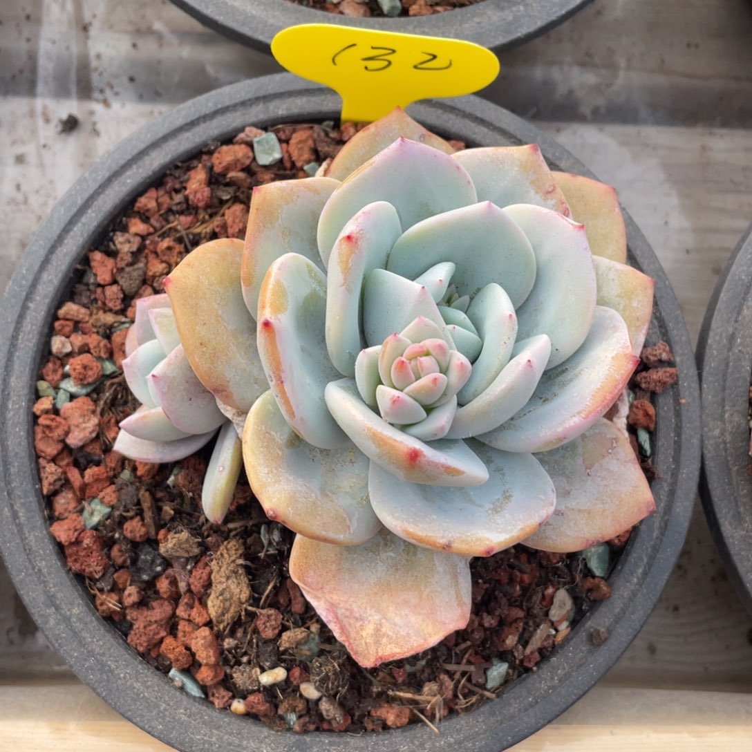 奶茶双头一个132