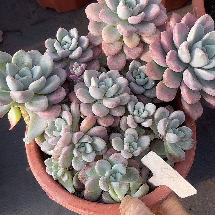 两单包邮，一物一拍9花bao
