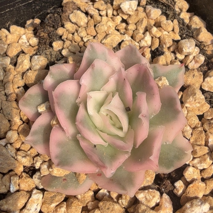 一刻紫蝴蝶锦一颗的