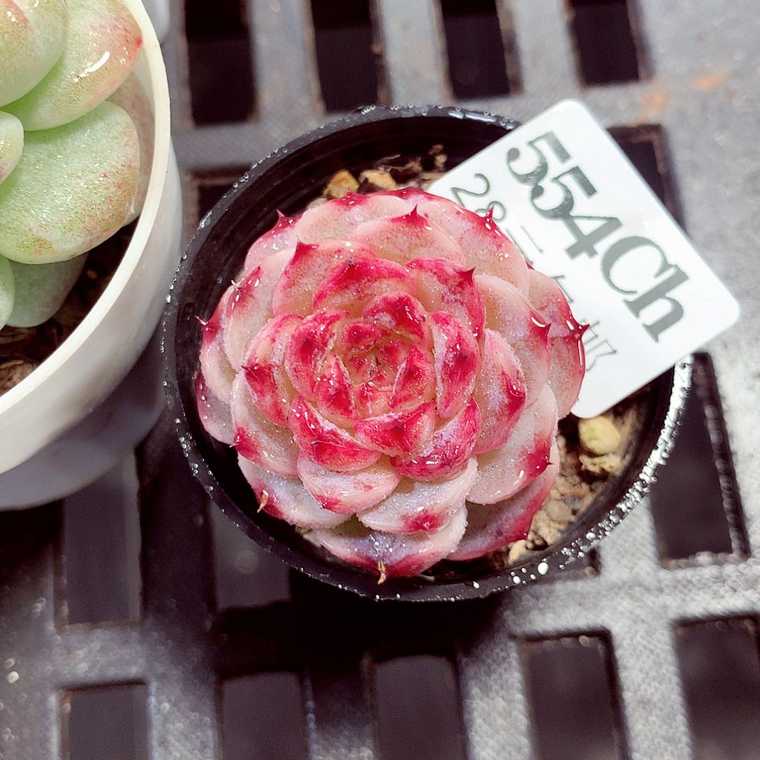 5厘米盆精控多肉554