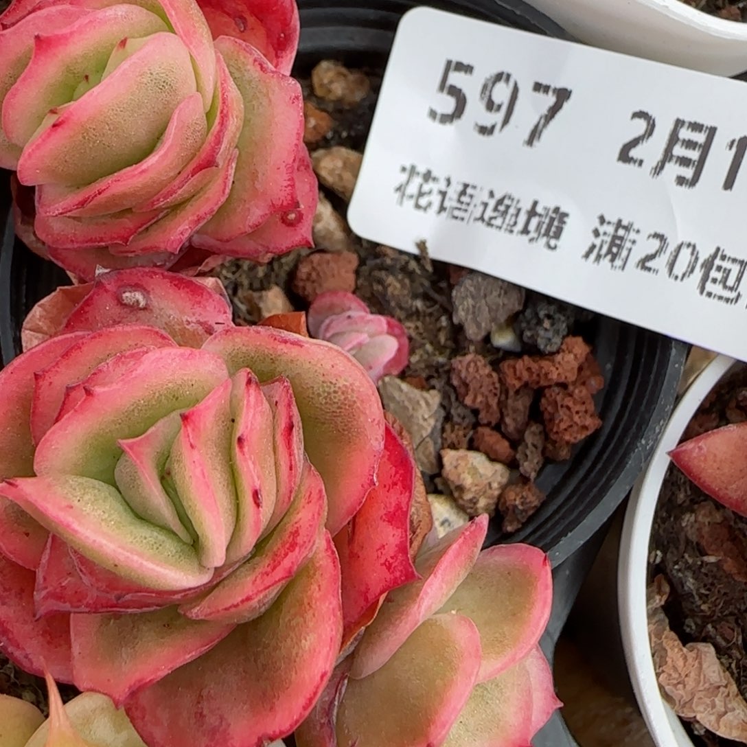 花语逸境0210-592