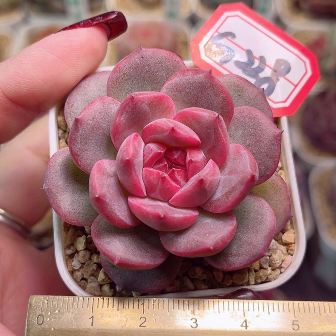 G238一物一拍 国色芳华