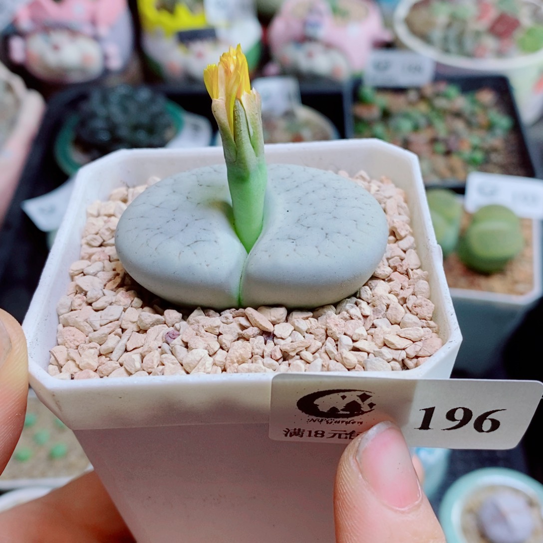 生石花花花花花花花花196