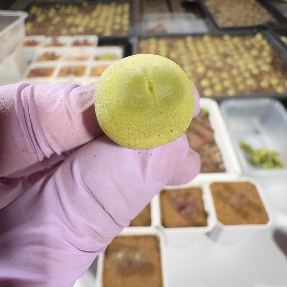 懒***。多肉植物福利风铃880