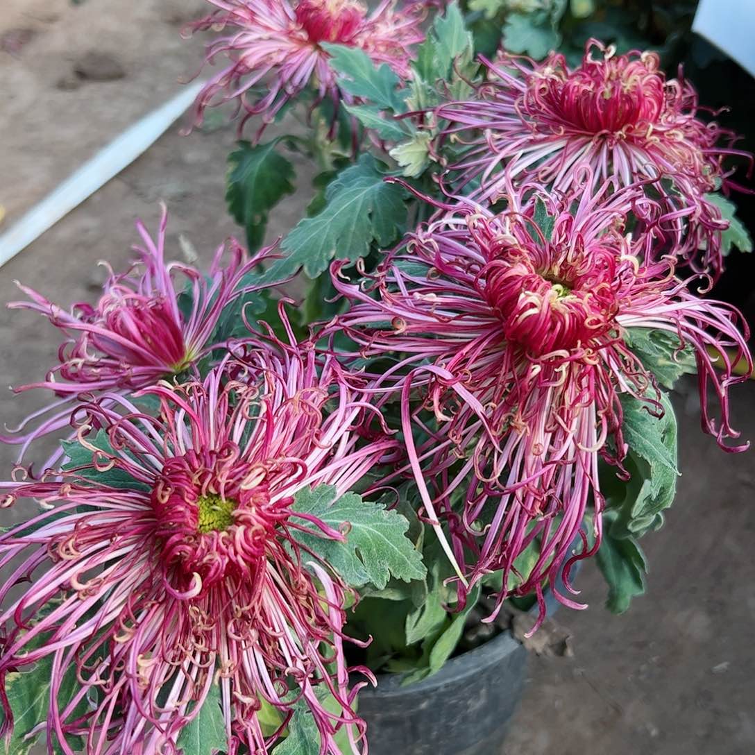 完全开放盘龙尽染