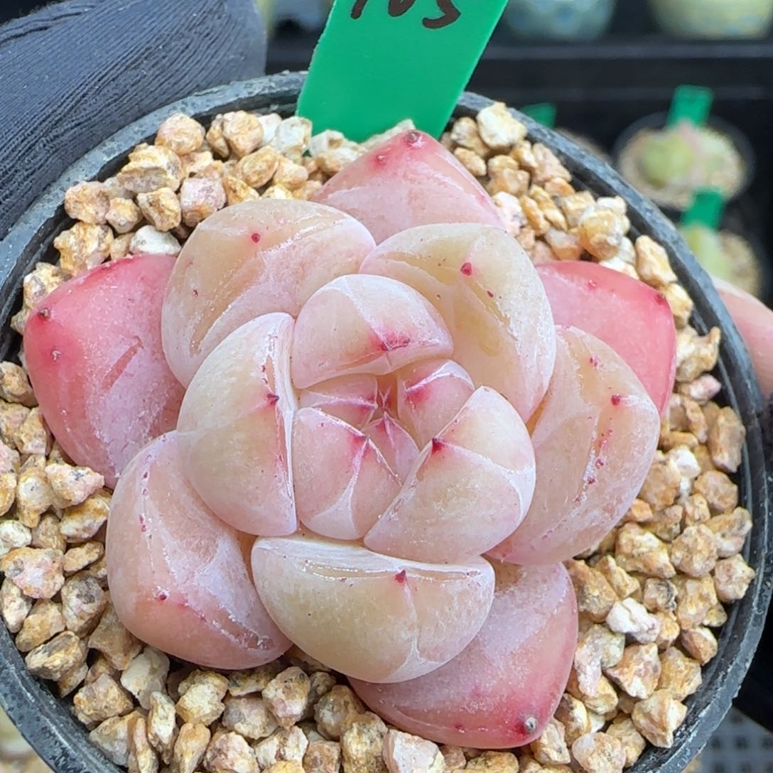 多肉105    糖心    5厘米盆