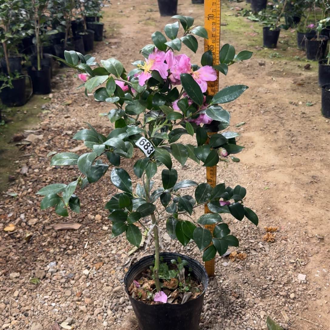 少量花朵（建议范围：2朵-5朵 或40%以下）683昭和之荣