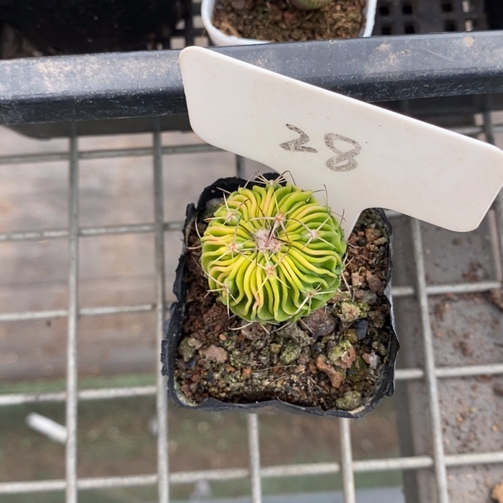 伯克利和他女朋友的朋友们