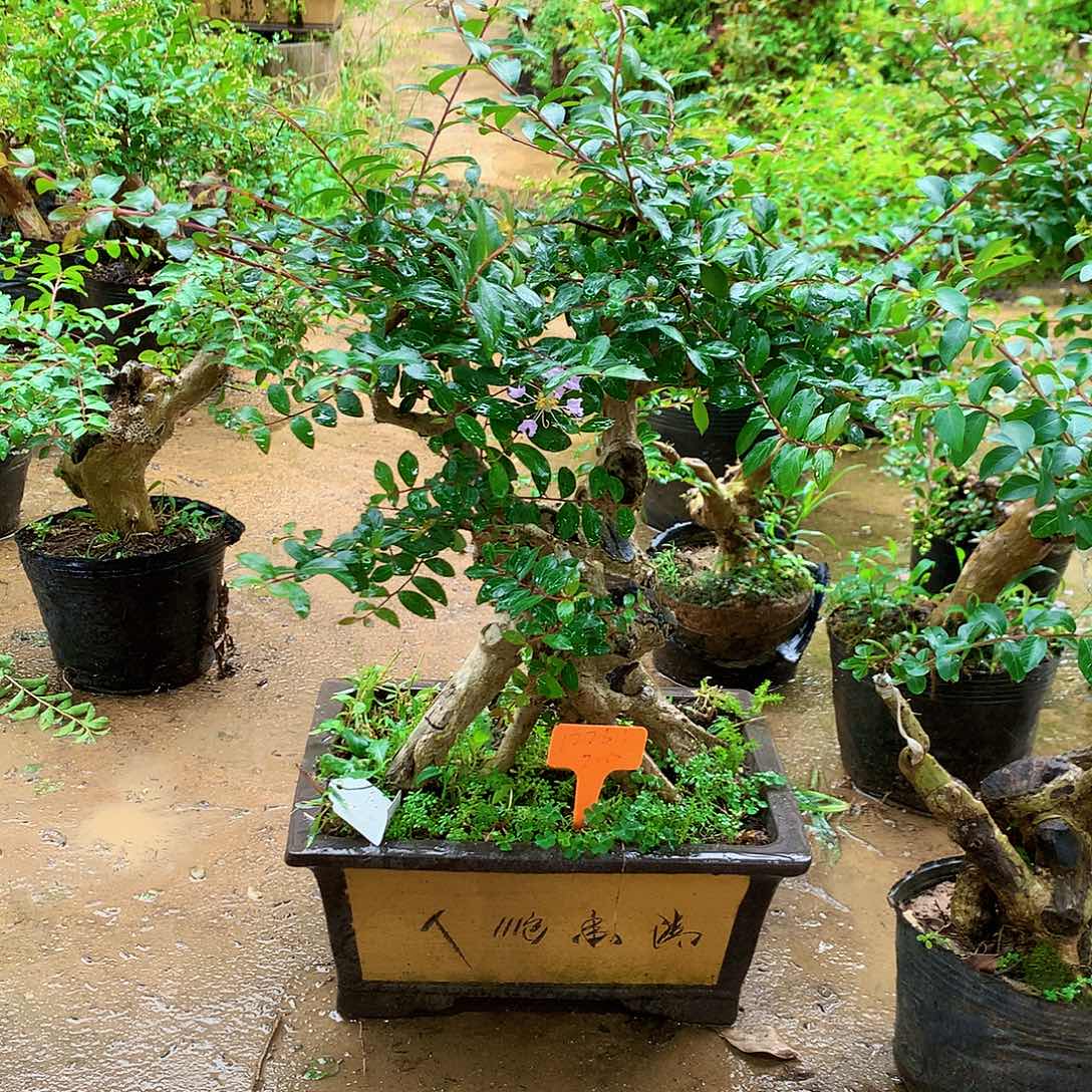 暂***无当前无花栽培后可以开花