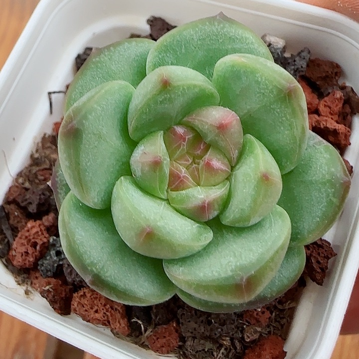 【闪购商品】0524-148下播福利