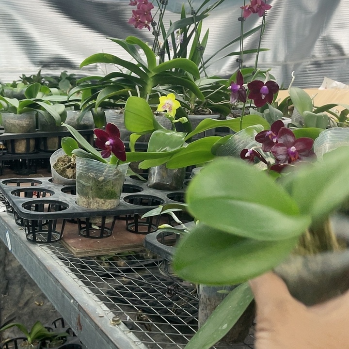 当前无花栽培后可以开花欧洲小蓝