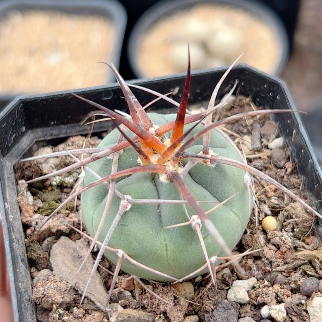 实生 高木光淋玉