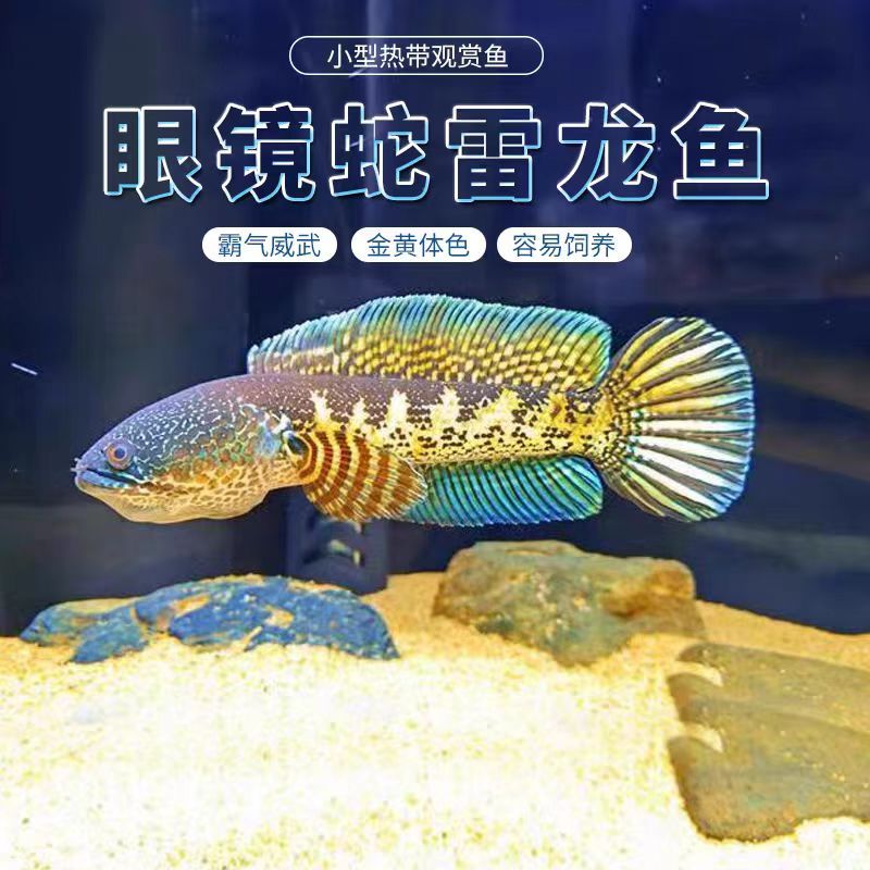 黄金眼镜蛇雷龙鱼好养易活淡水进口野生凶猛热带鱼七彩观赏宠物鱼