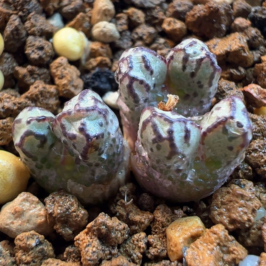 084多肉植物组合