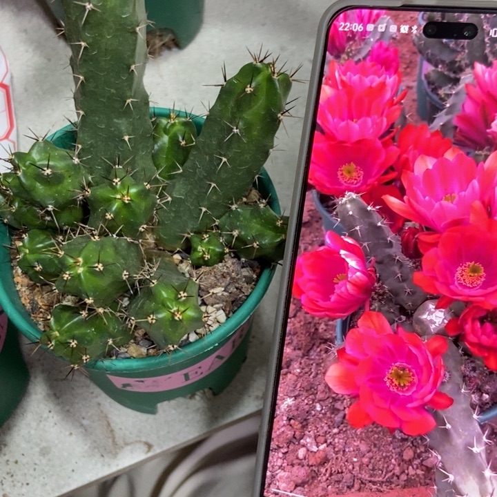 仙人球红花美花角一盆