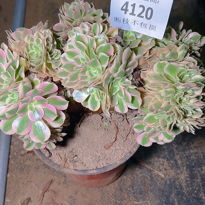 4120粉女巫缀多肉植物