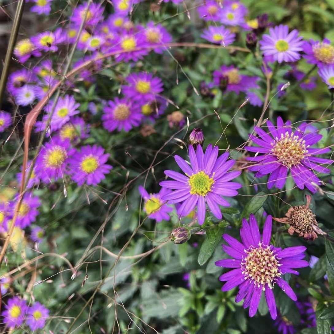 日本东洋野甘菊日落盆栽苗庭院阳台紫色花耐寒耐热多年生宿根易养