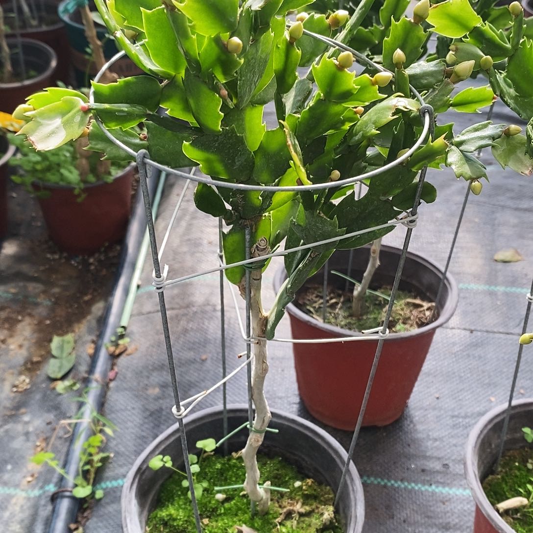 让***你完全开放福利款单层