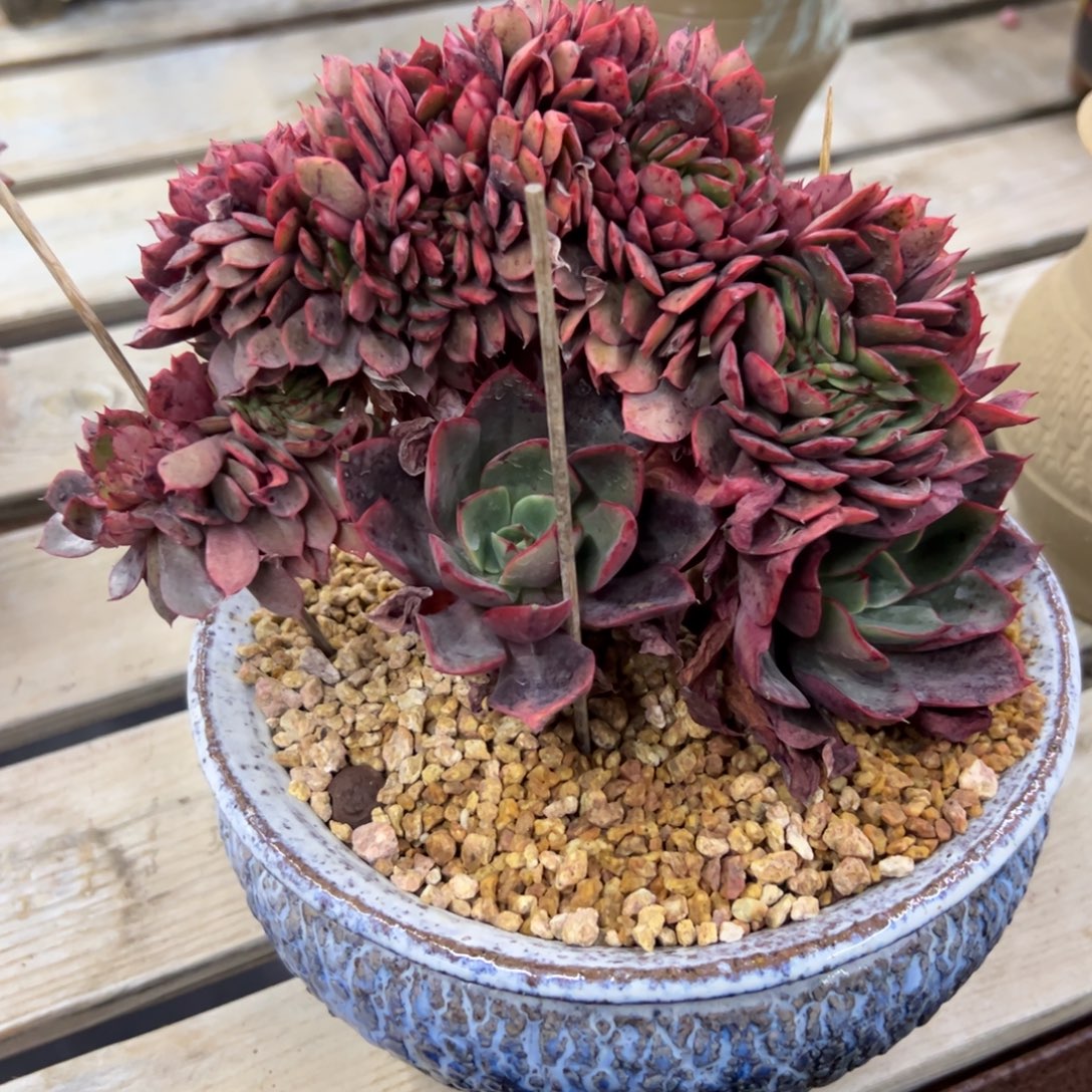 红国王68 零零多肉植物