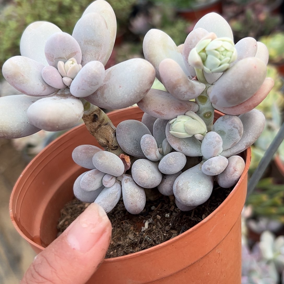 多肉植物鸡蛋奶酪文斯通