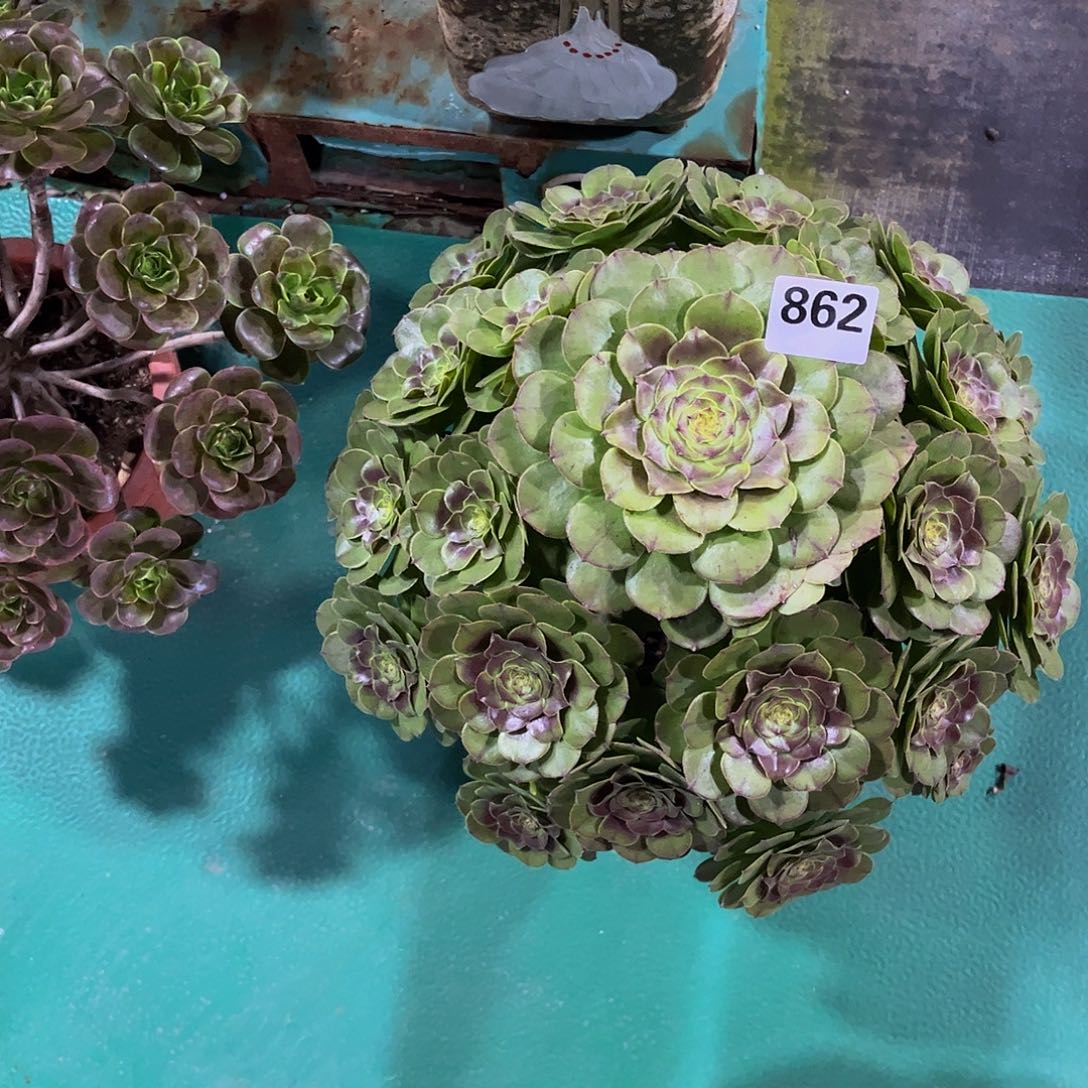 多肉万圣洁00000862