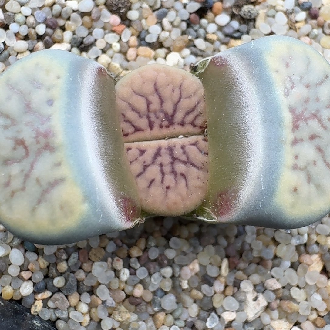 44多肉哈哈哈哈哈哈哈