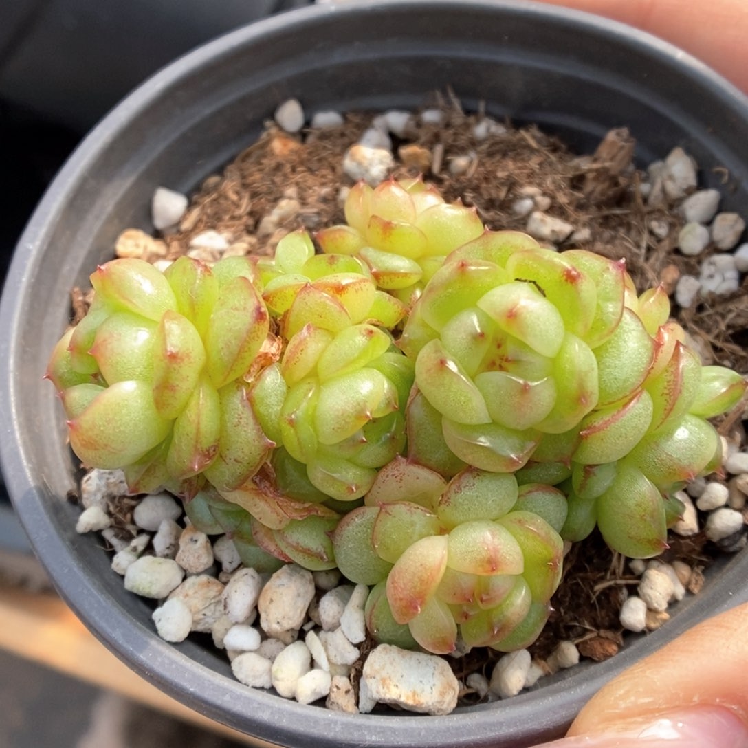 灯泡珍妮群生716号。