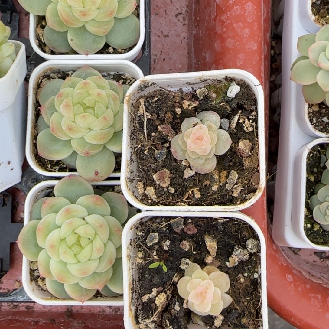 小白冰白灯下盆一个满25包邮