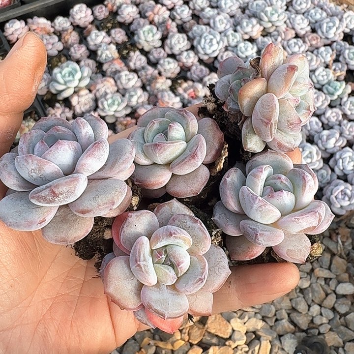 星影多肉植物5棵