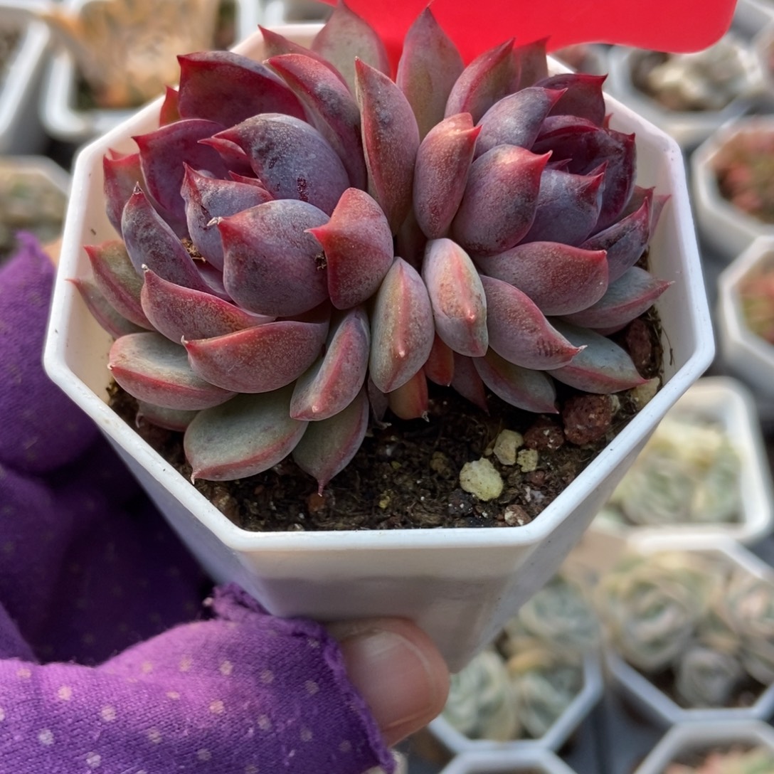 㦡****35蓝莓多肉植物多肉