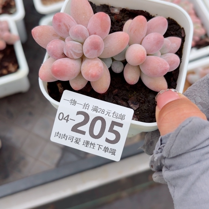 汤圆多肉植物多肉植物