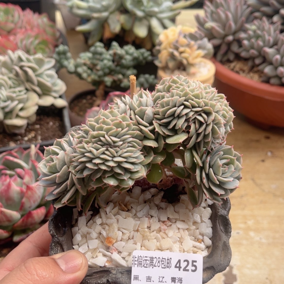 【闪购商品】425蓝巴黎缀