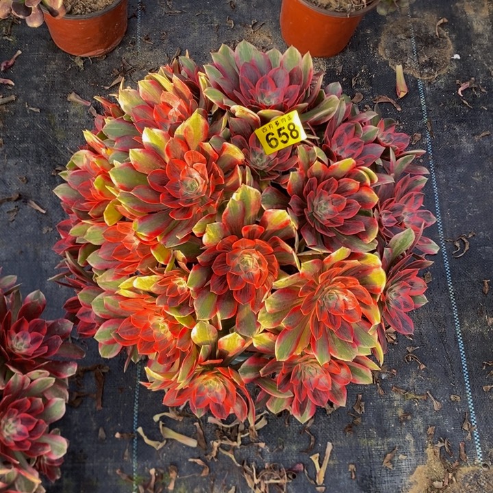 云***退多肉浣纱6580000000