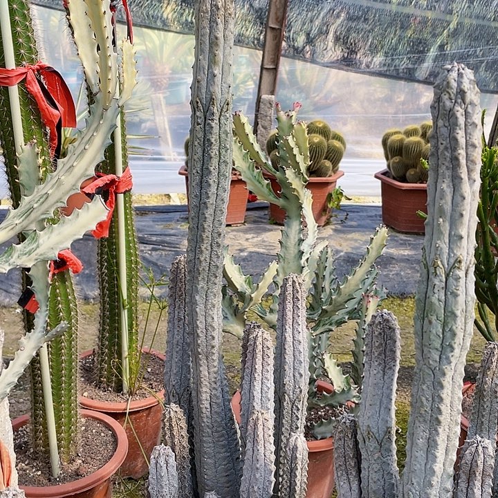 用***9完全开放水泥柱裸根方便