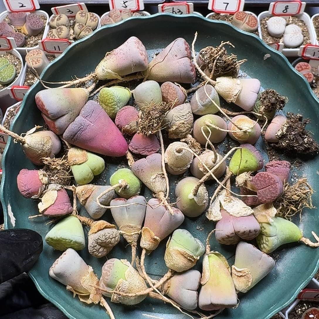 生石花111111。  329