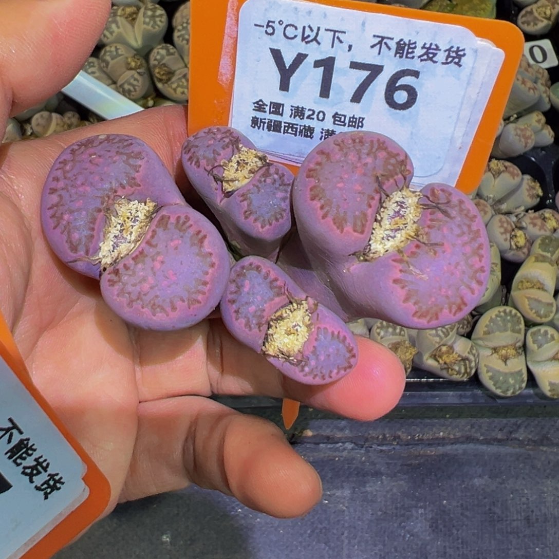 176 生石花一物一拍