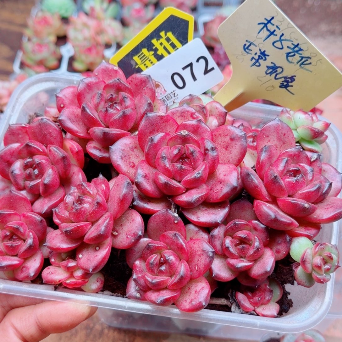 多肉植物多肉植物