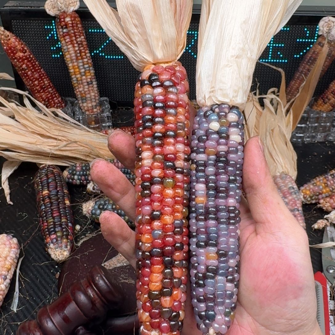 柏香籽/百香籽吊坠小*