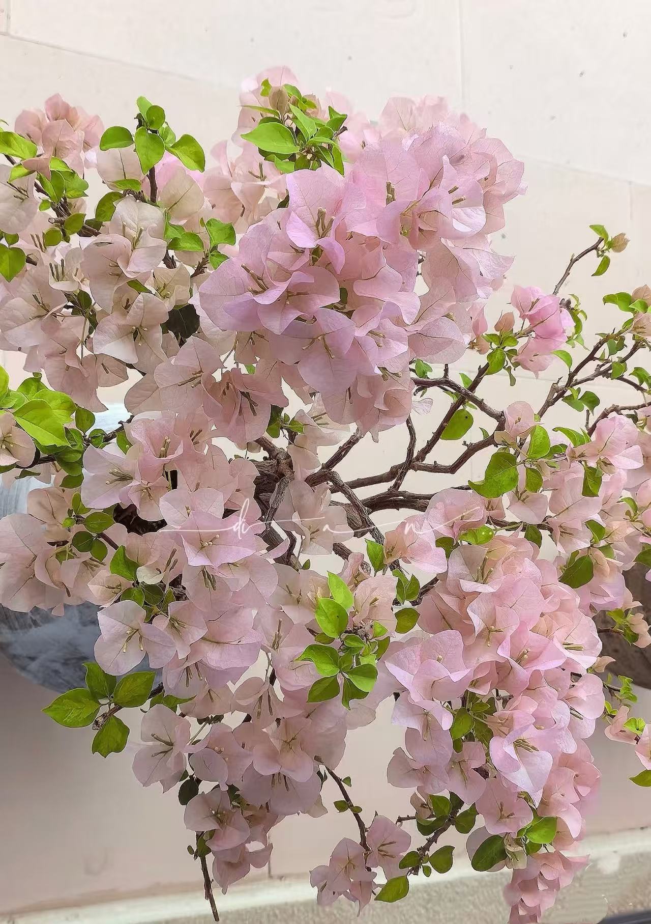 【梅见】（23）彩色三角梅直播间一物一拍带花带叶原盆发货