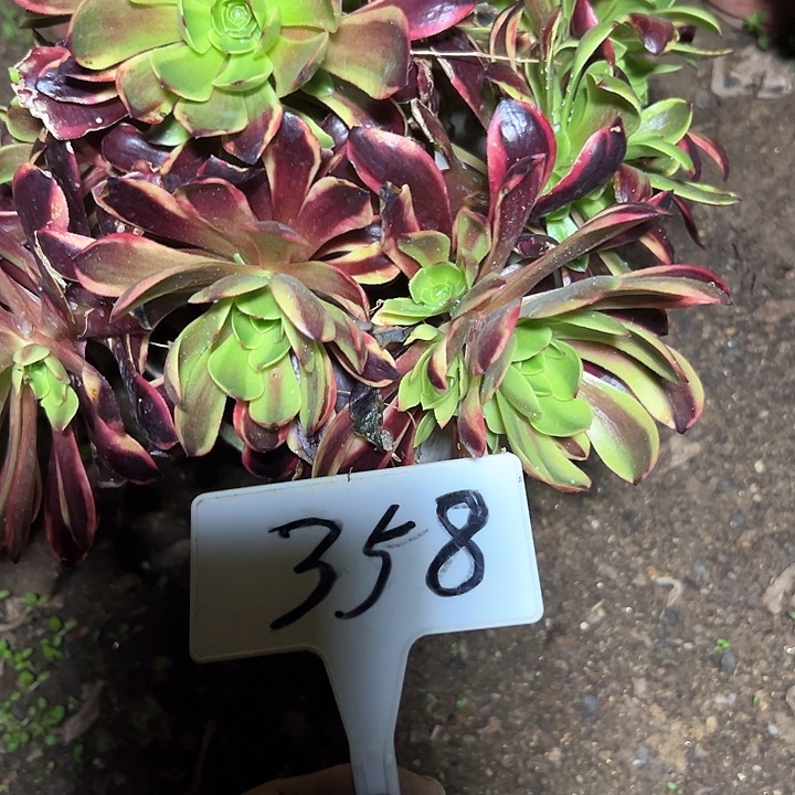 多肉植物欧嘉莉法师不售后