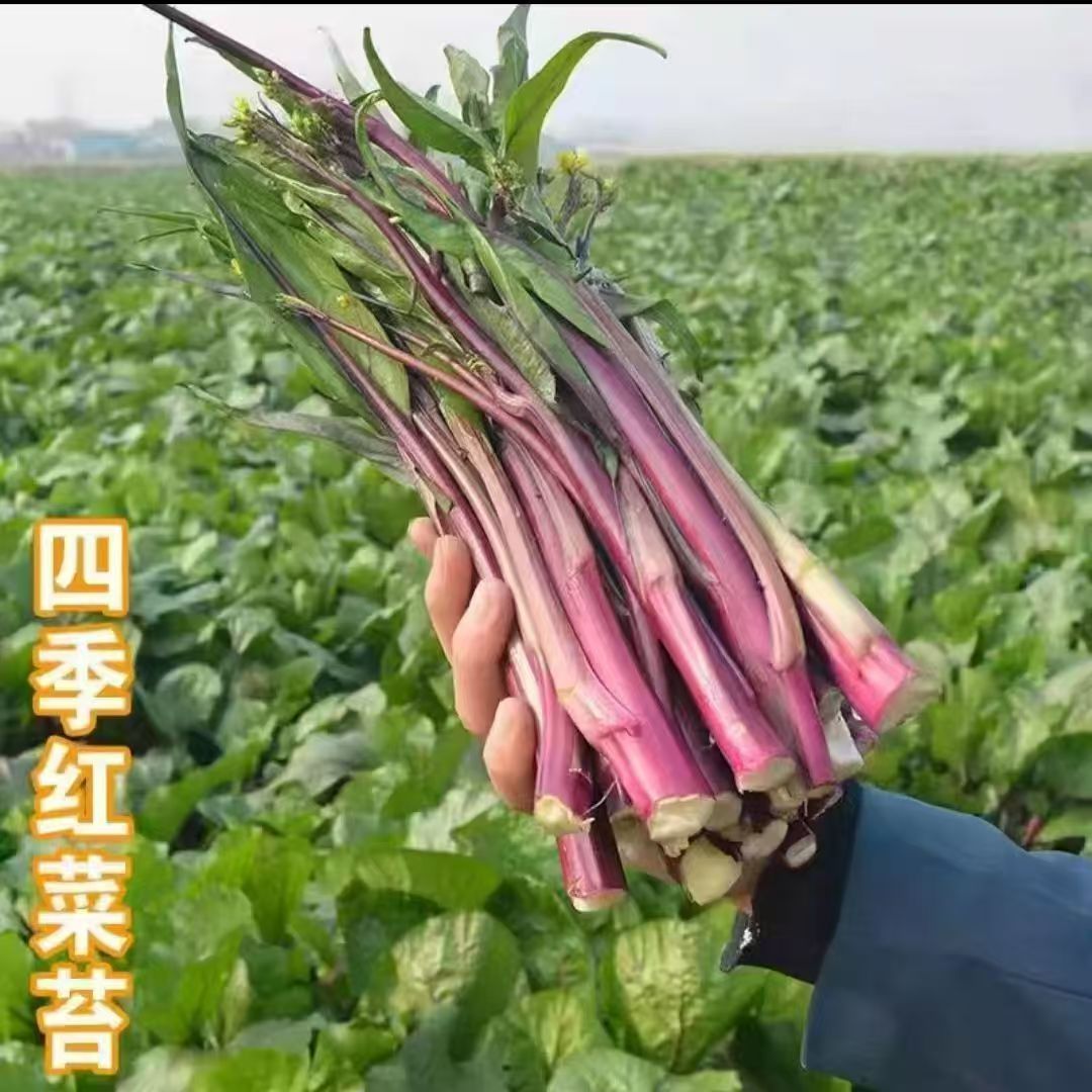 红菜苔菜心脆甜新鲜蔬菜多汁紫皮四季红菜易种适合种植  