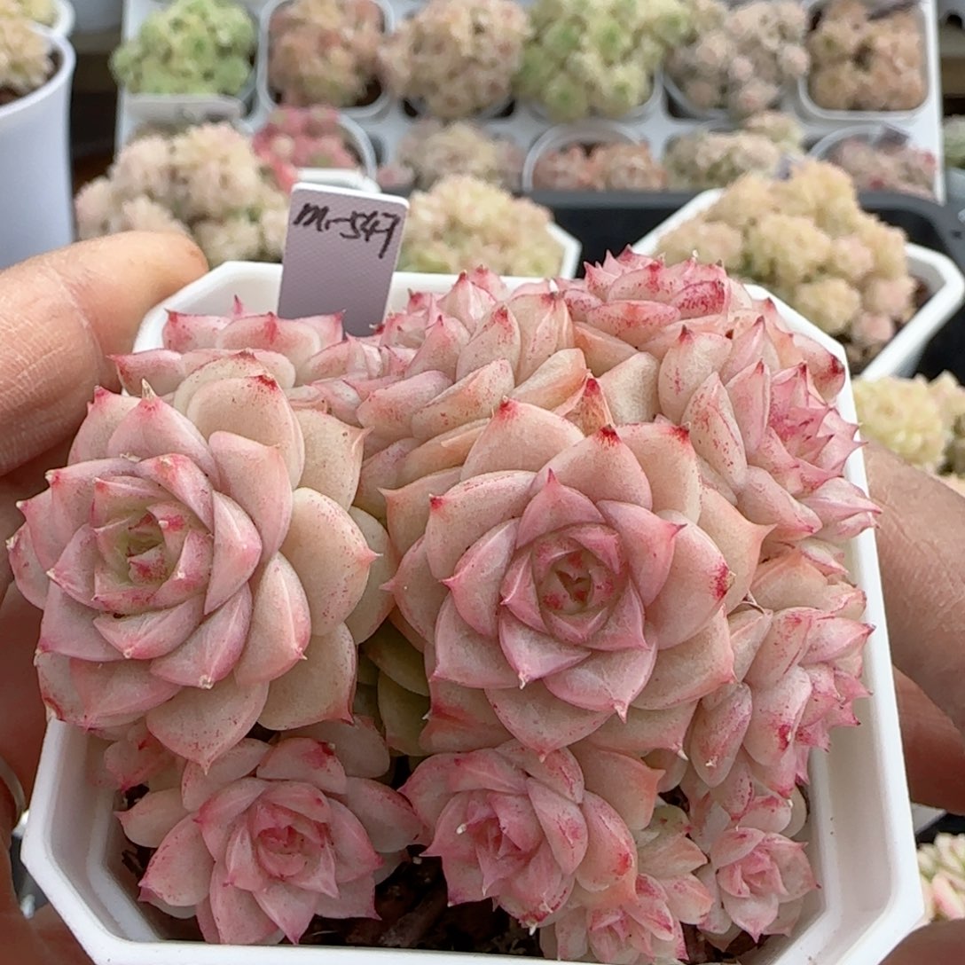 慕**歌【闪购商品】0206-25（m1-547）