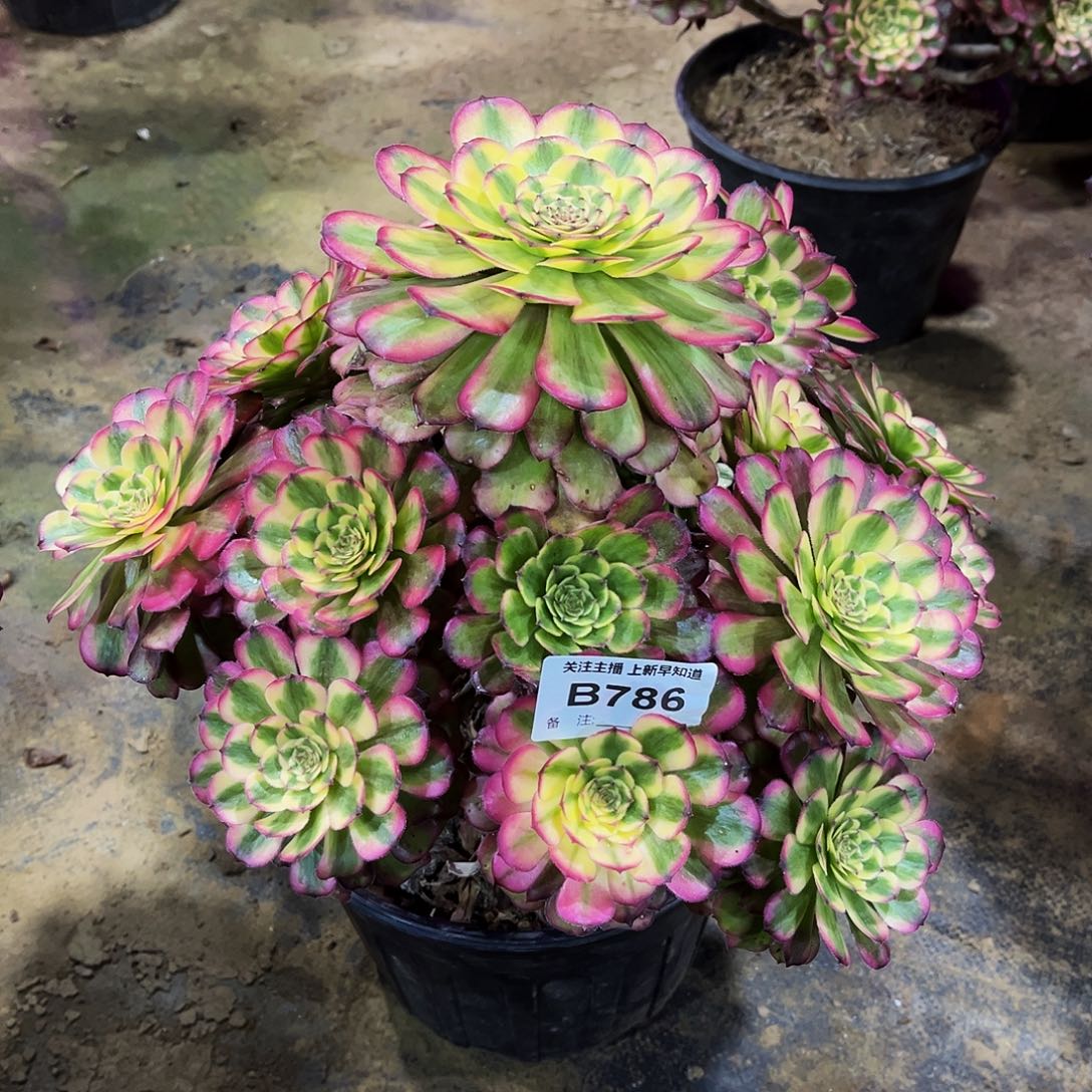 多肉786巫天际法师